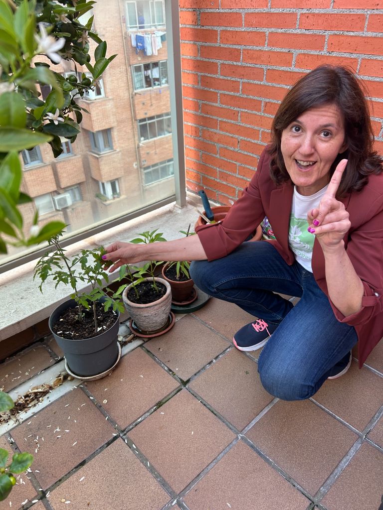 tomateras en maceta