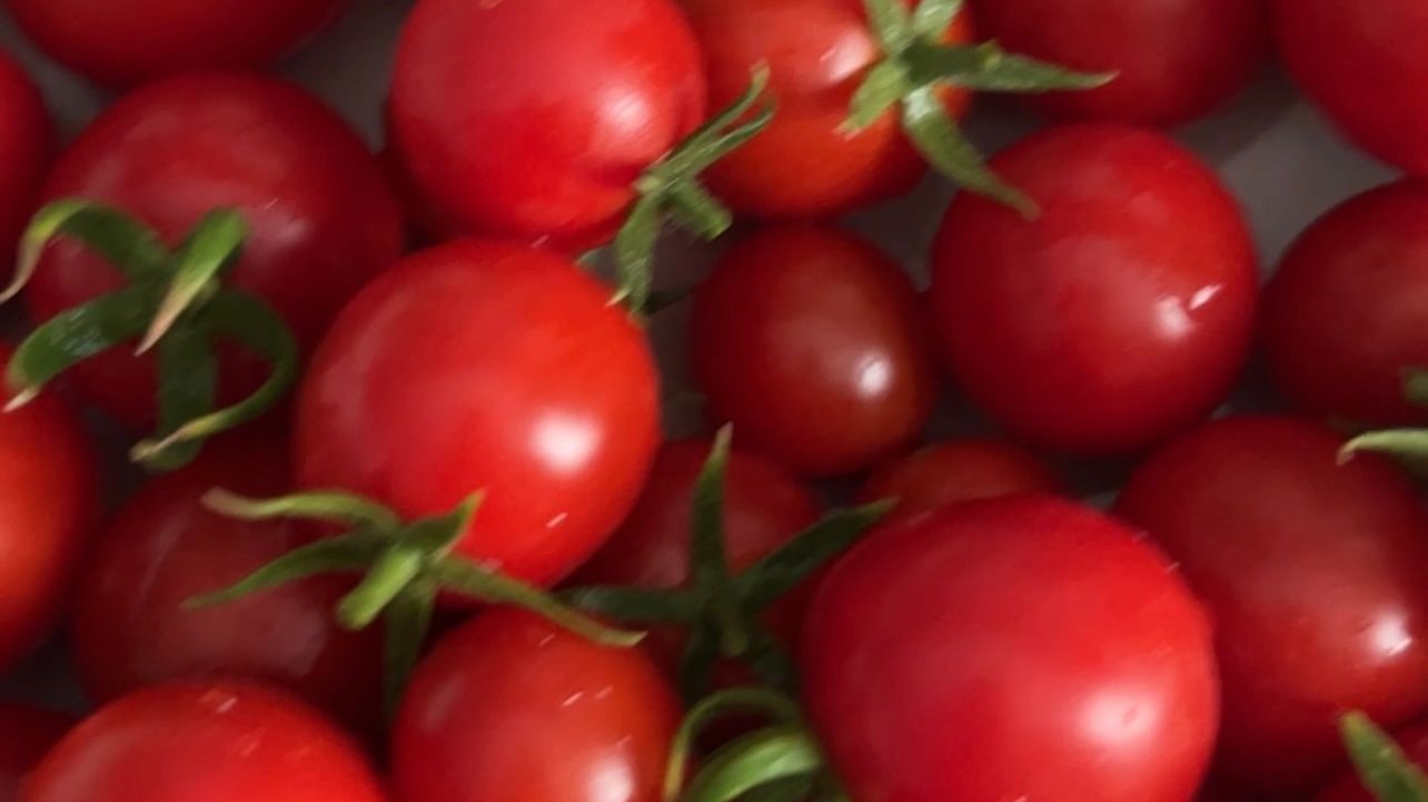 asesoría para saber cuándo cosechar tus alimentos de tu huerto en casa
