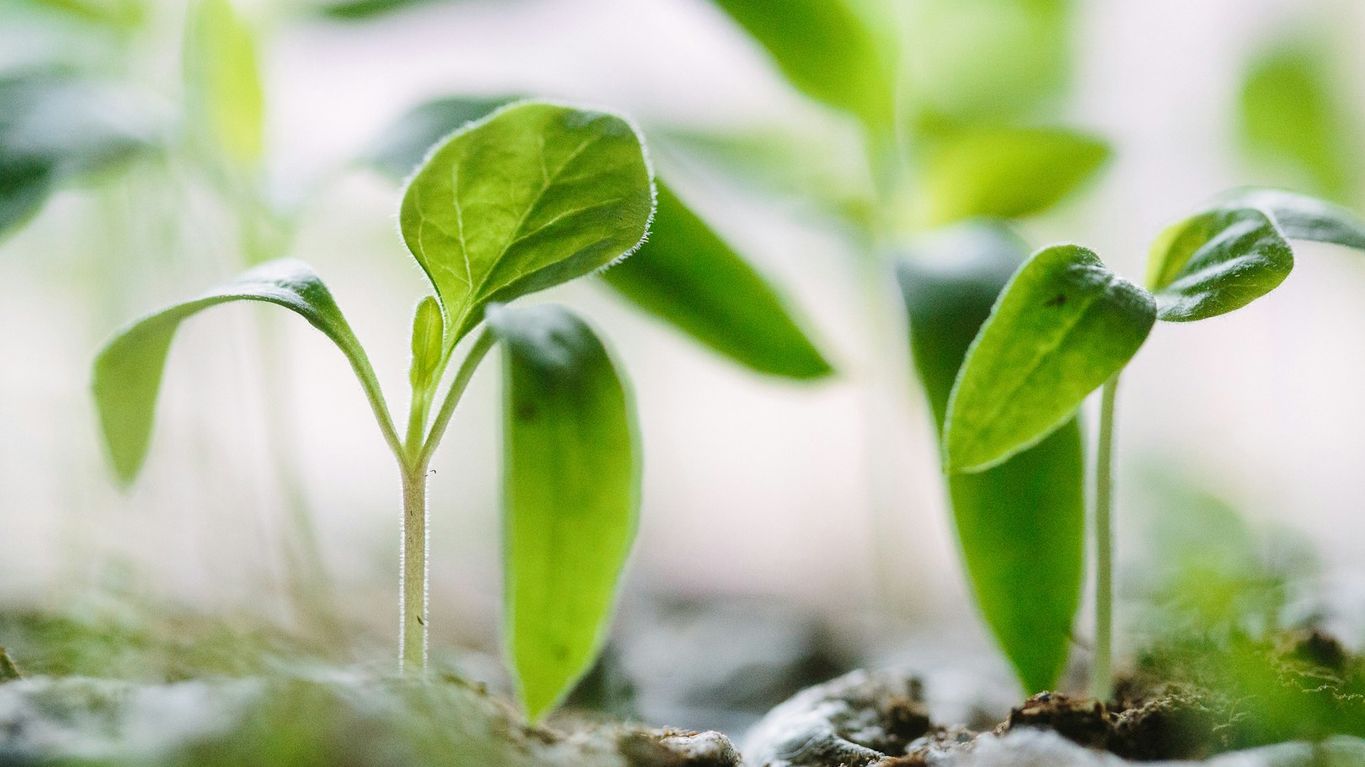 asesoría y formación para preparar y plantar en tu huerto en macetas o suelo